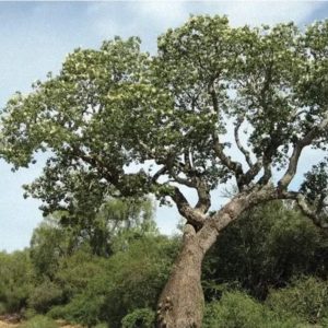 Alternative view of Palo santo (Sveti les)